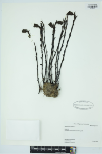 Digitizing Highstead Arboretum’s Herbarium